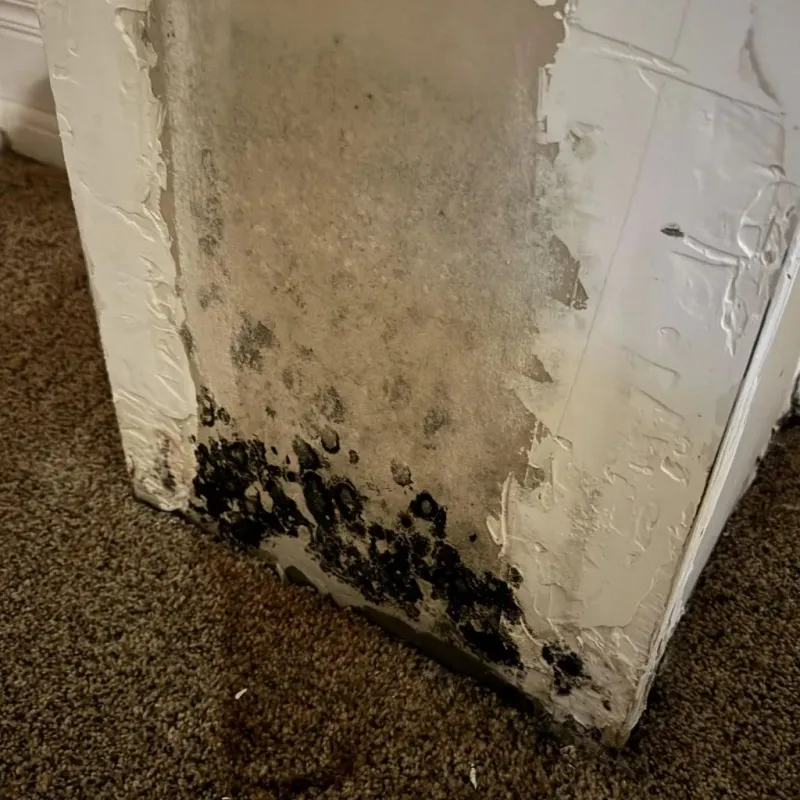 Professional Mold Removal in Fairfield County, OH